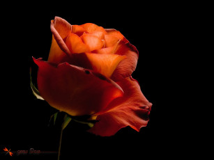 Картинка цветы розы роза