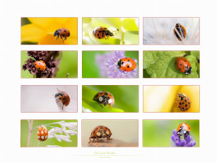 Картинка животные божьи коровки