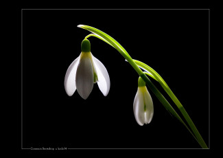 Картинка цветы подснежники белоцветник