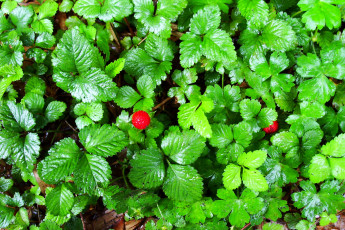 обоя природа, Ягоды, листья