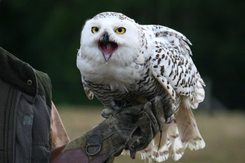 Картинка животные совы сова