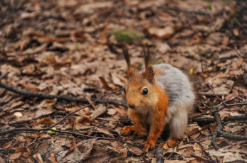 Картинка животные белки ветки листья