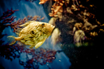 Картинка животные рыбы море кораллы