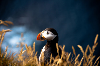 Картинка животные тупики атлантический тупик puffin