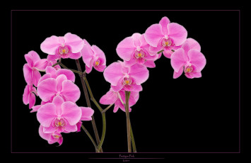 Картинка цветы орхидеи розовый