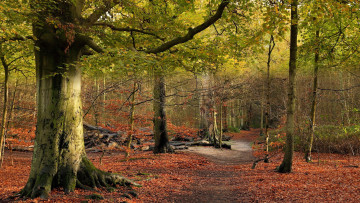 Картинка природа лес деревья