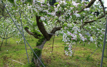 Картинка цветы цветущие деревья кустарники весна яблоня