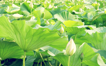 Картинка цветы лотосы лотос