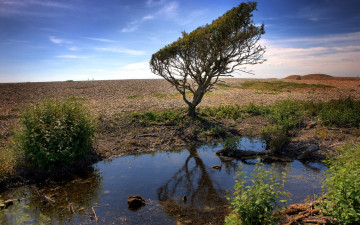 Картинка природа деревья дерево лужа поле небо