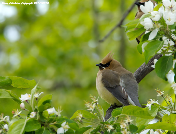 Обои картинки фото животные, свиристели, птица, ветка