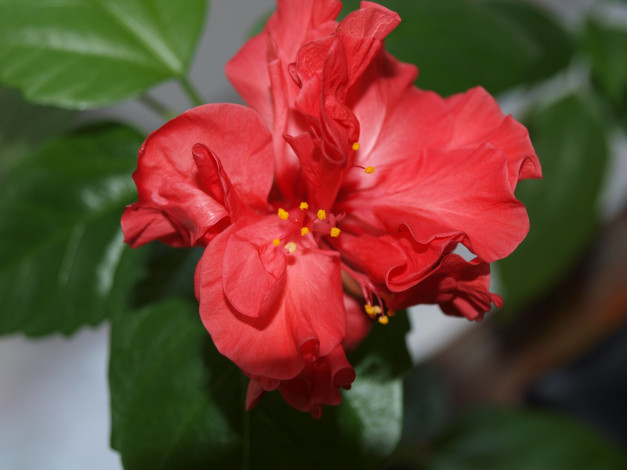 Обои картинки фото цветы, гибискусы