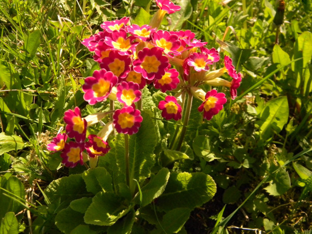 Обои картинки фото цветы, примулы, первоцветы