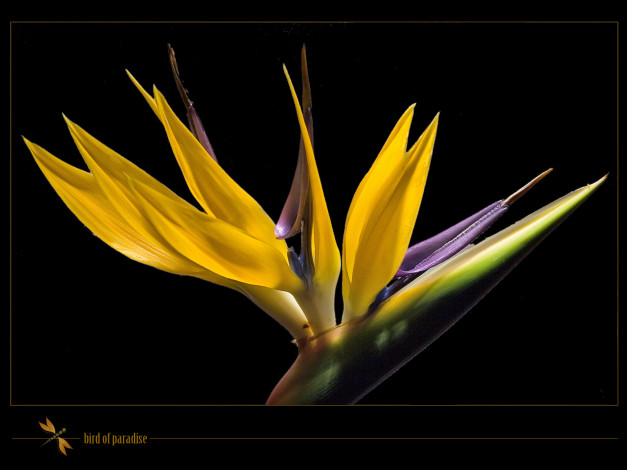 Обои картинки фото цветы, стрелиция, райская, птица