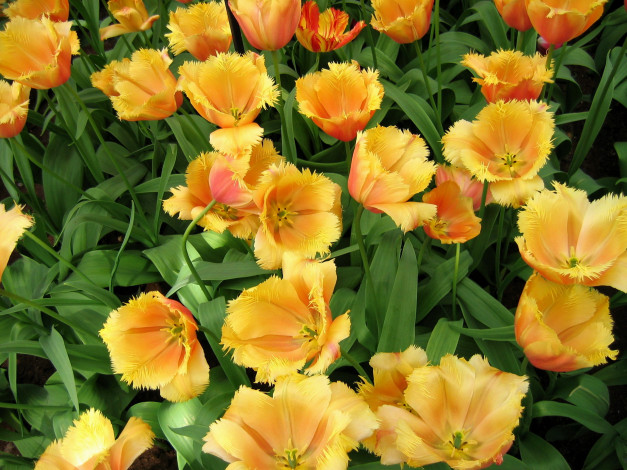 Обои картинки фото цветы, тюльпаны