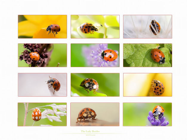 Обои картинки фото животные, божьи, коровки