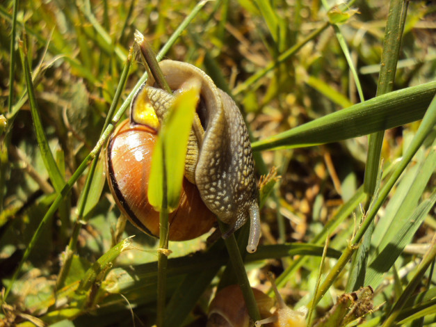 Обои картинки фото животные, улитки, улитка