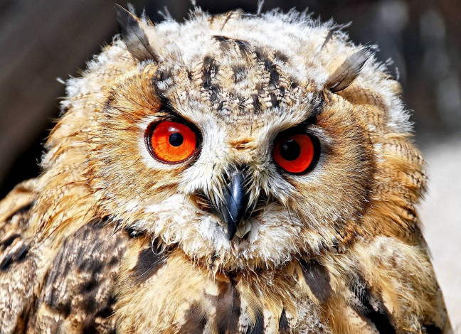 Обои картинки фото животные, совы, взгляд