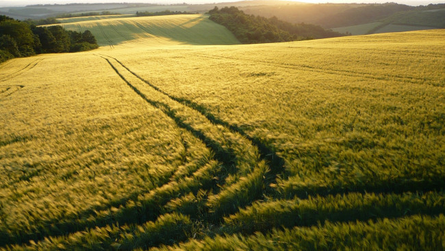 Обои картинки фото природа, поля, поле, трава, простор