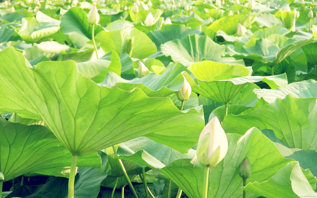 Обои картинки фото цветы, лотосы, лотос