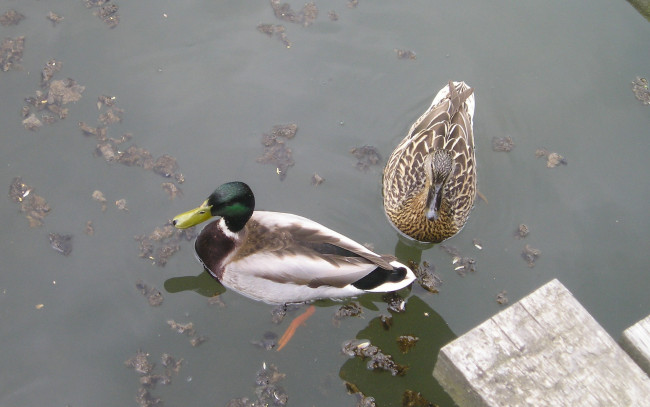 Обои картинки фото животные, утки