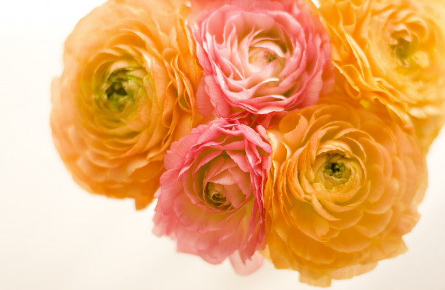 Обои картинки фото цветы, ранункулюс, азиатский, лютик, желтый, лепестки