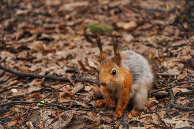 Обои картинки фото животные, белки, ветки, листья