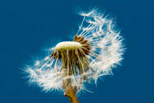 Обои картинки фото цветы, одуванчики, макро