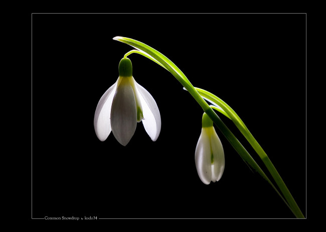 Обои картинки фото цветы, подснежники, белоцветник