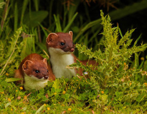 Картинка животные хорьки ласки соболи горностаи куницы колючки трава два