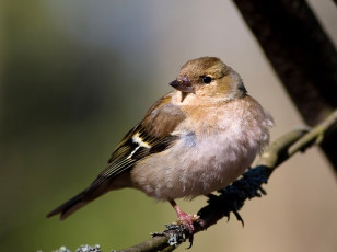 Картинка животные воробьи воробей ветка