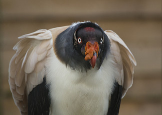 Картинка животные птицы хищники королевский гриф
