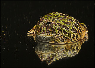 Картинка животные лягушки отражение аргентинская рогатая лягушка