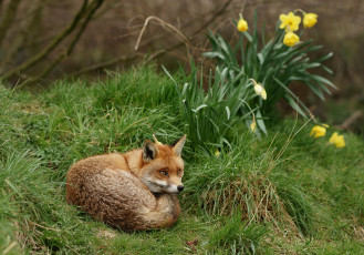Картинка животные лисы трава рыжая
