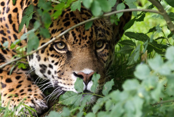 Картинка животные Ягуары морда