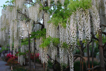 Картинка цветы глициния вистерия белый гроздья