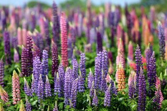 Картинка цветы люпин много высокий луг