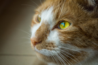 Картинка животные коты нос усы