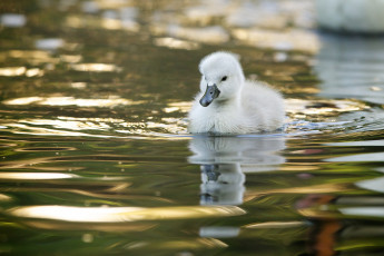 Картинка животные лебеди вода малыш лебедёнок птенец