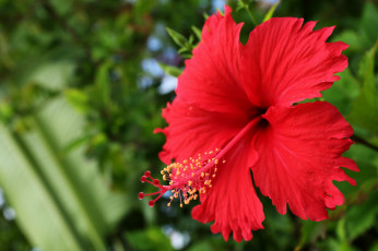 Картинка цветы гибискусы макро лепестки красный