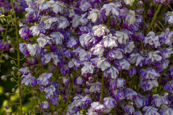 Картинка цветы глициния макро вистерия
