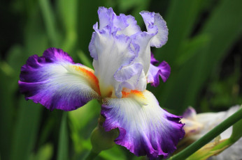Картинка цветы ирисы касатик