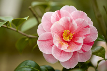 Картинка цветы камелии макро пестрый