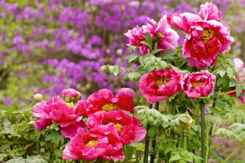 Картинка цветы пионы розовый