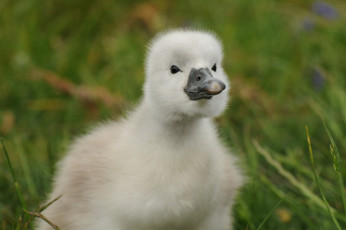 Картинка животные лебеди птенец лебедёнок