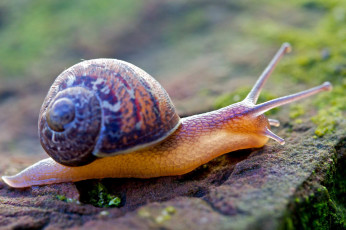 Картинка животные улитки рожки