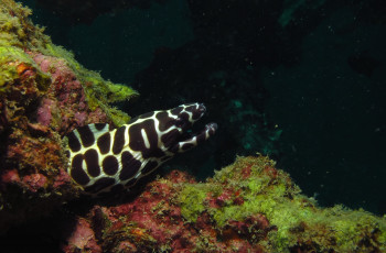 Картинка животные мурены хищник пятнистая