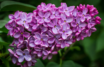 Картинка цветы сирень гроздь