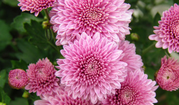 Картинка цветы хризантемы лепестки