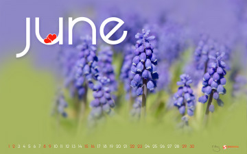 Картинка календари цветы мускари