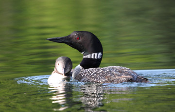 Картинка животные птицы водоплавающие птенец